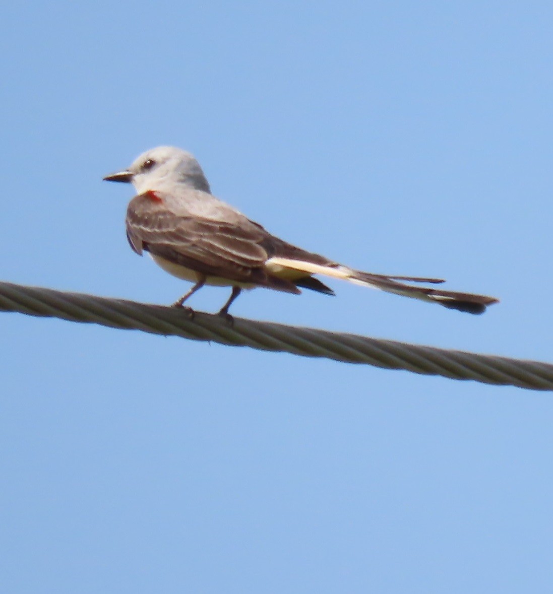 Scissor-tailed Flycatcher - ML619890135