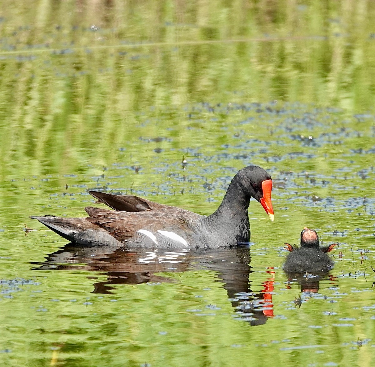 Gallinule d'Amérique - ML619890145