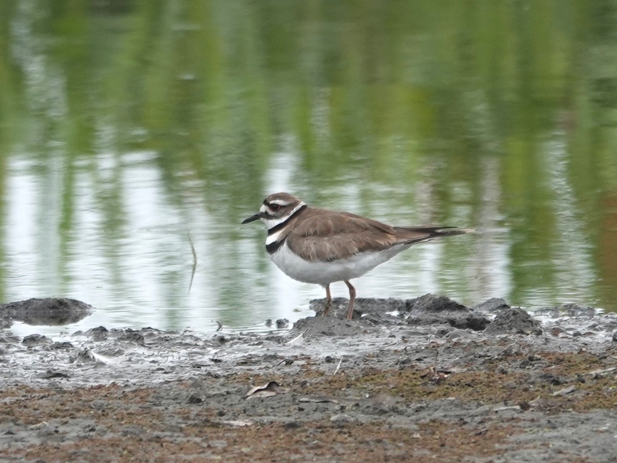 Killdeer - ML619890148