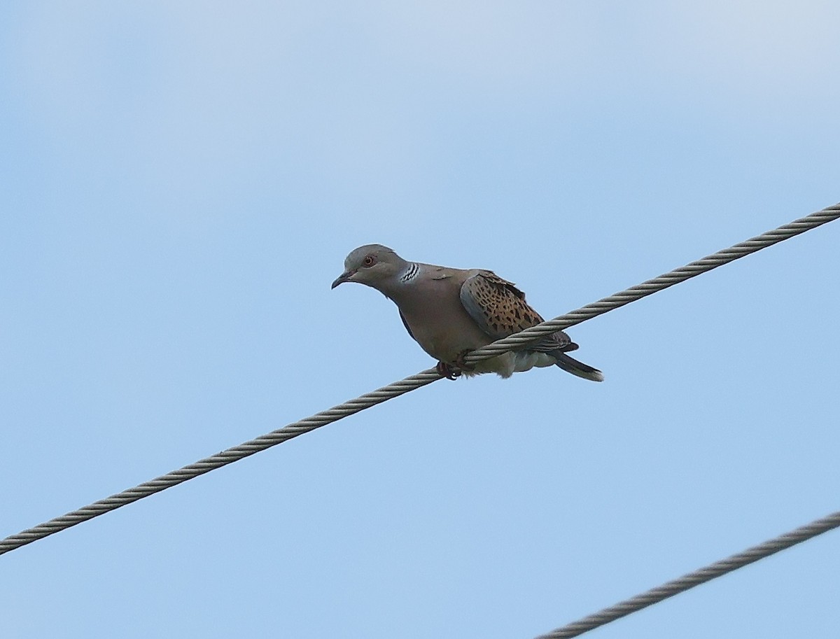 European Turtle-Dove - ML619890155