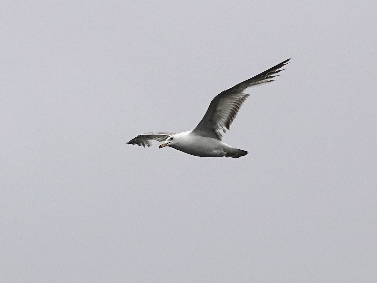 Ring-billed Gull - ML619890157