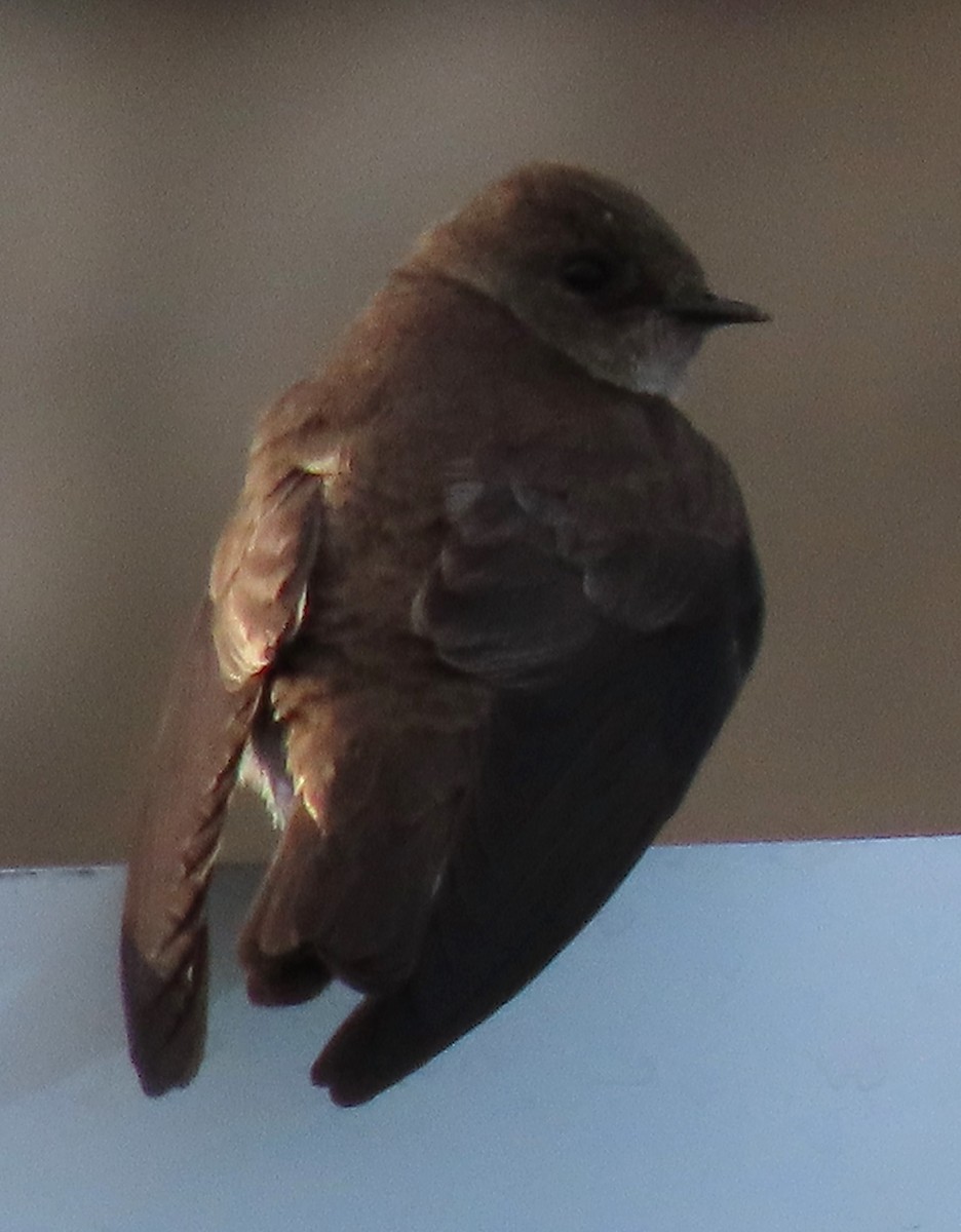 Northern Rough-winged Swallow - ML619890158