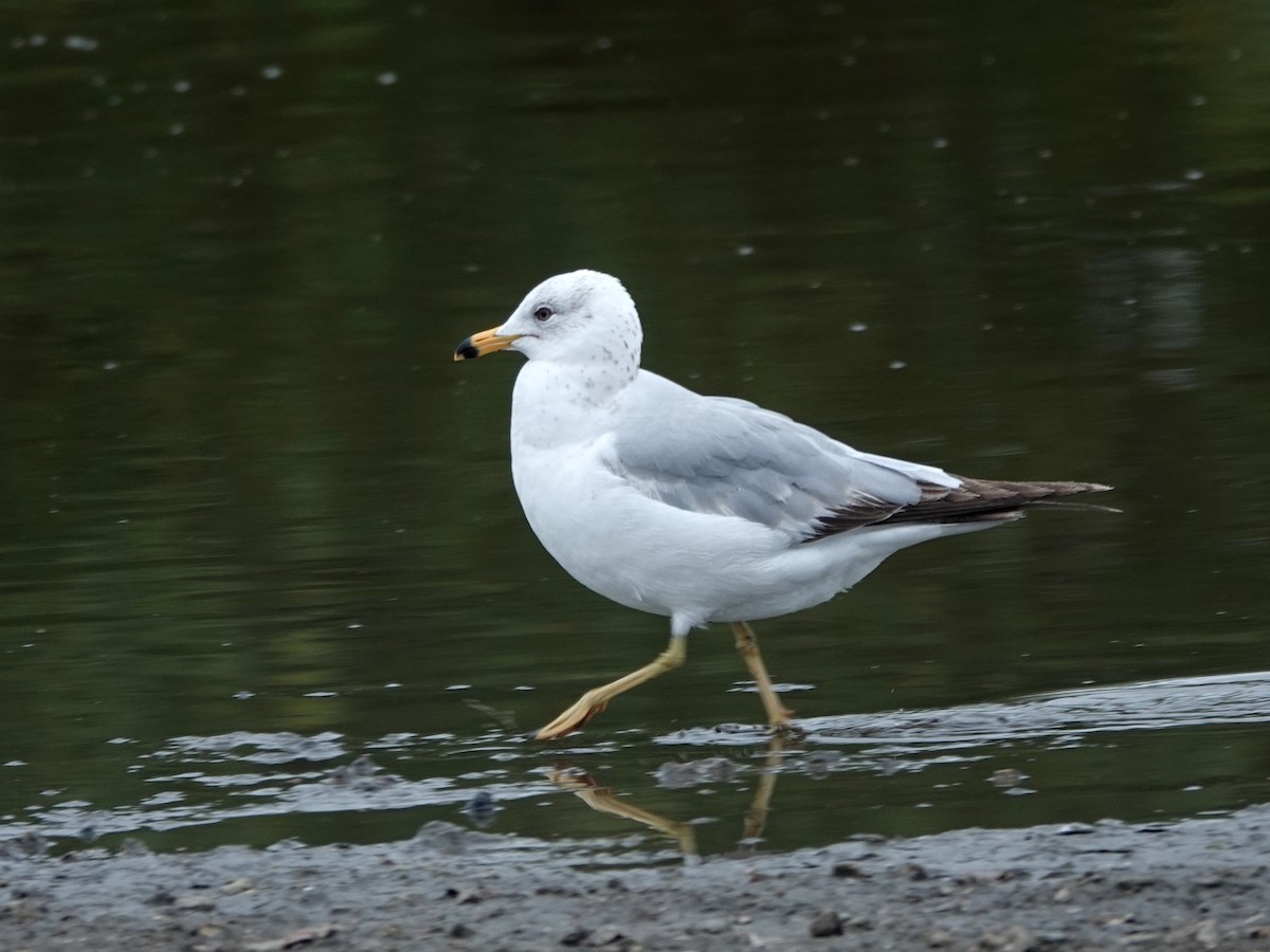 Ring-billed Gull - Norman Uyeda