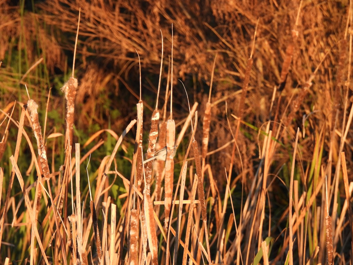 Masked Gnatcatcher - ML619890187