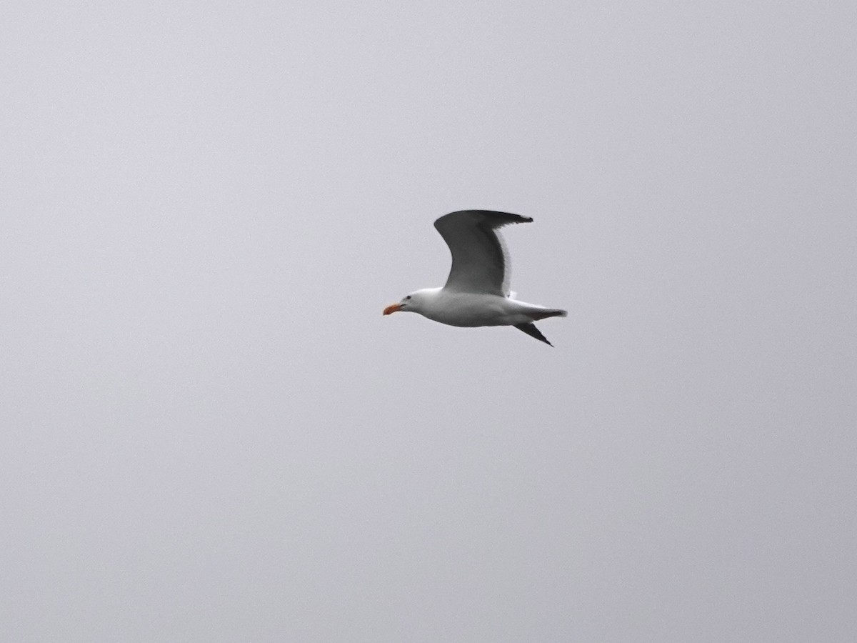 Western Gull - ML619890188