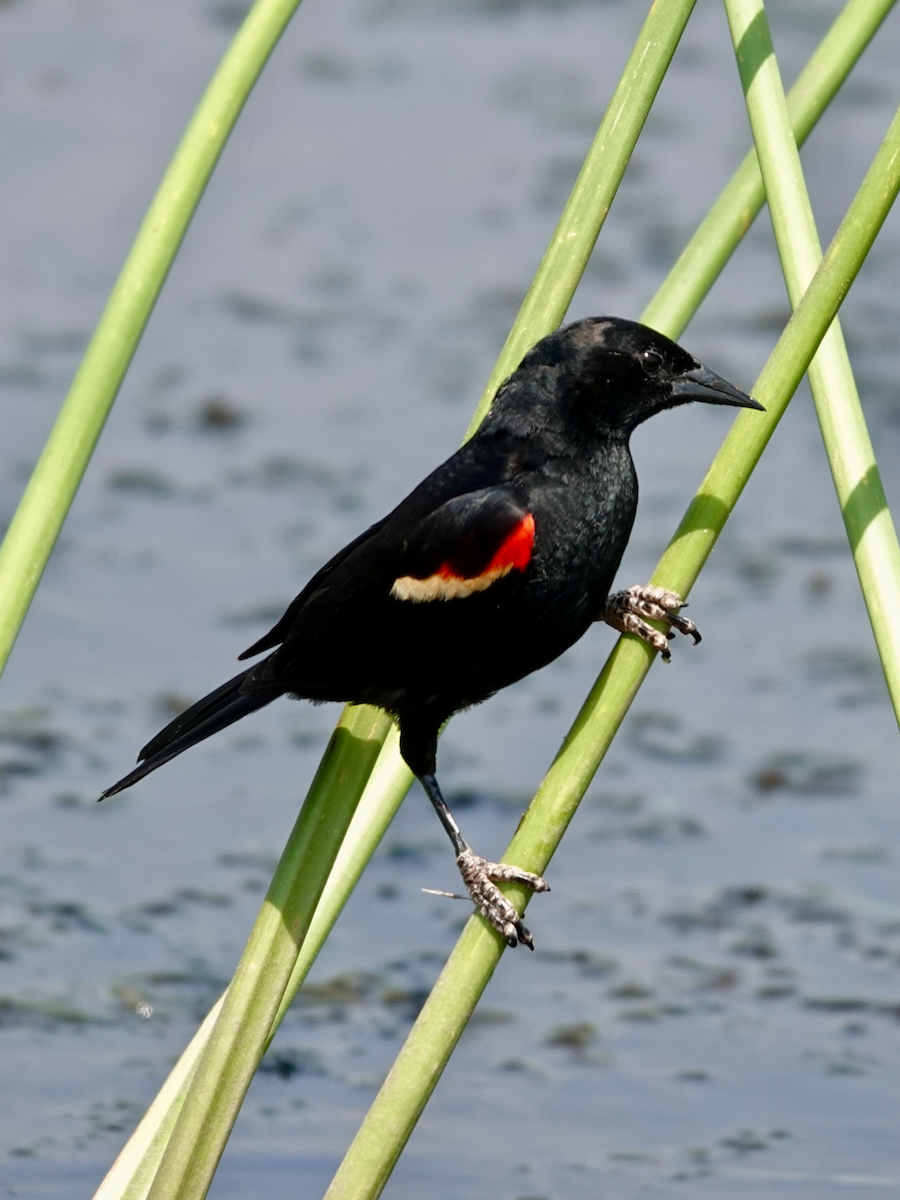 Red-winged Blackbird - ML619890189