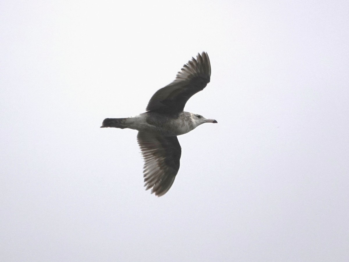 Gaviota Californiana - ML619890192