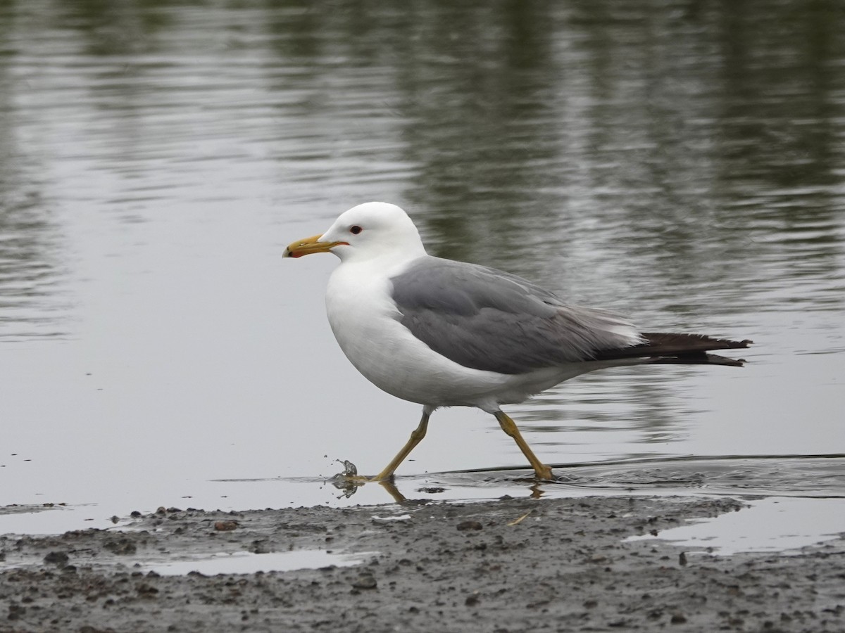 Gaviota Californiana - ML619890197