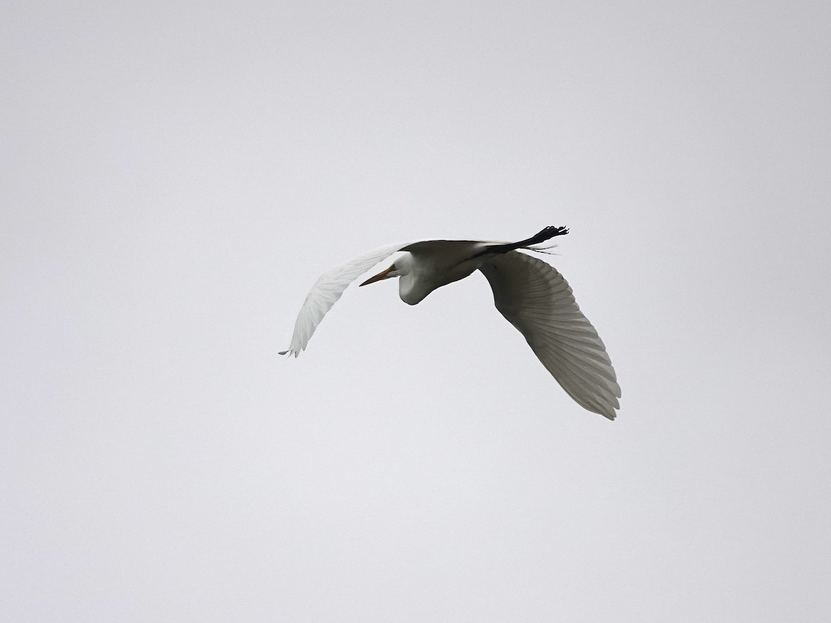 Great Egret - ML619890211