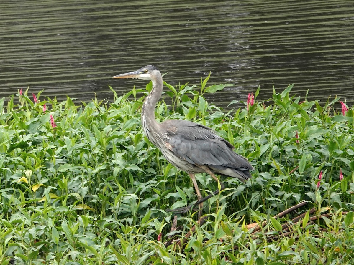 Great Blue Heron - ML619890213