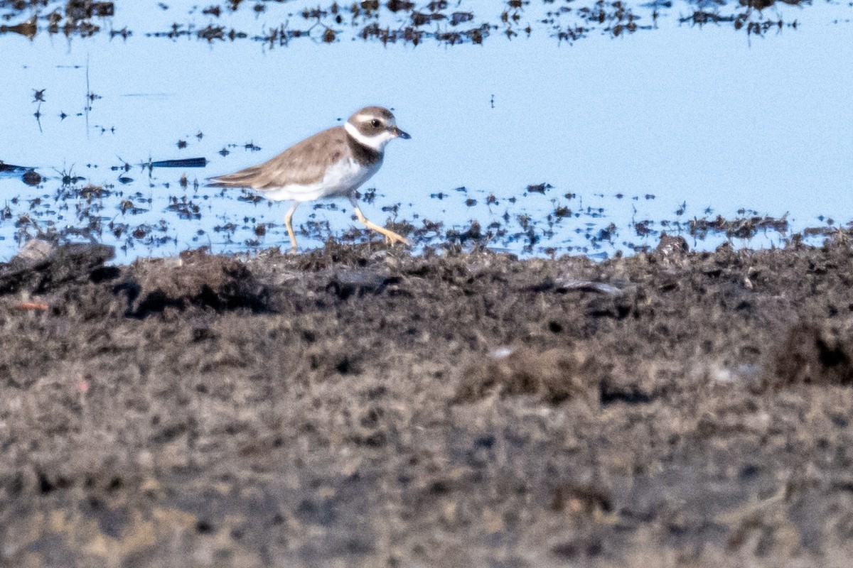 Semipalmated Plover - ML619890215