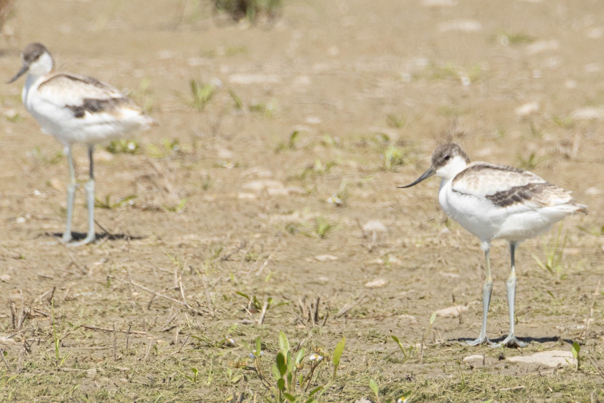 Pied Avocet - ML619890233