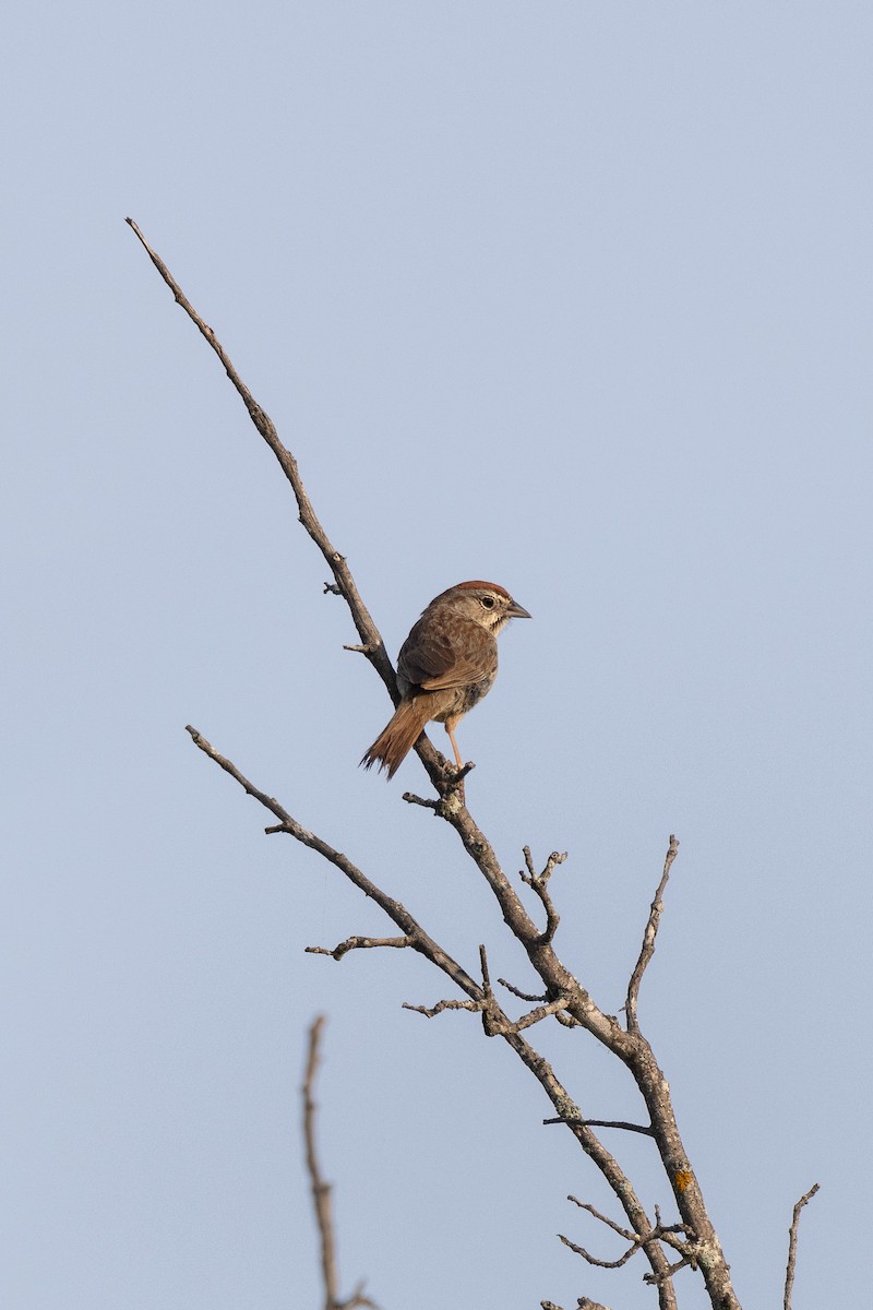 Rufous-crowned Sparrow - ML619890238