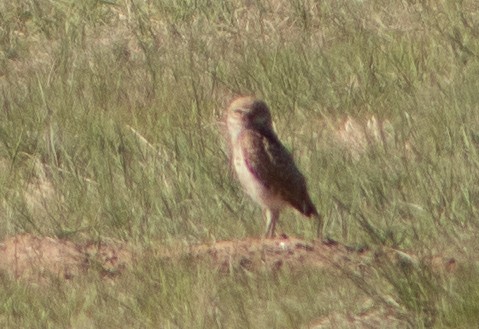 Burrowing Owl - ML619890246