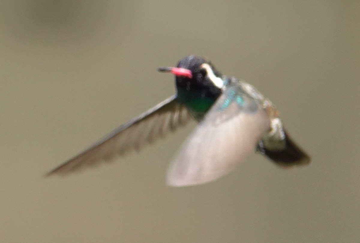 Colibrí Orejiblanco - ML619890258