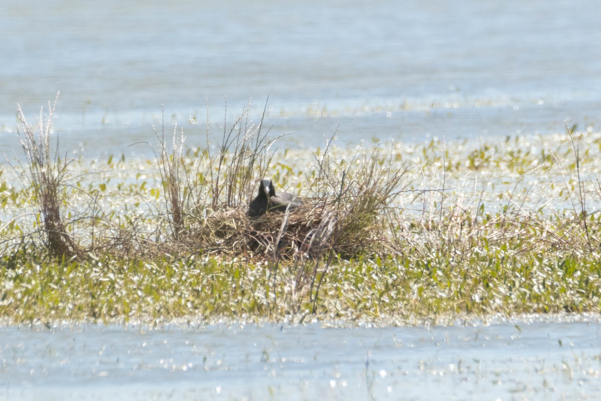 Eurasian Coot - ML619890264