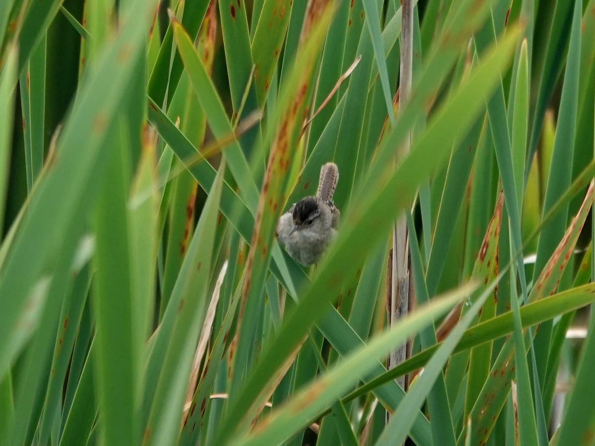 Marsh Wren - ML619890271