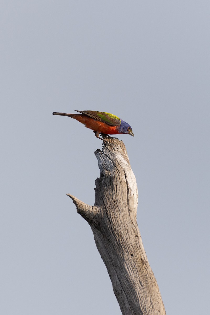 Painted Bunting - ML619890273