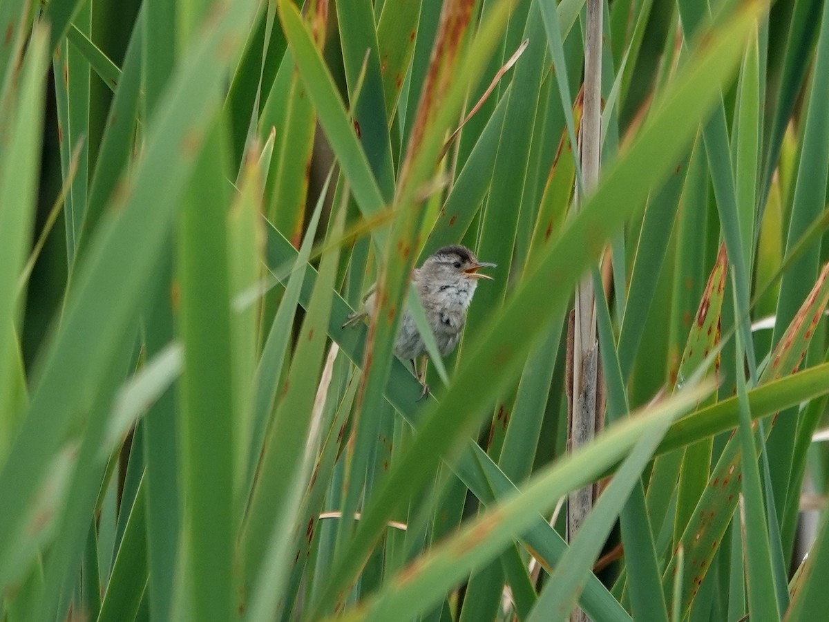 Marsh Wren - ML619890274