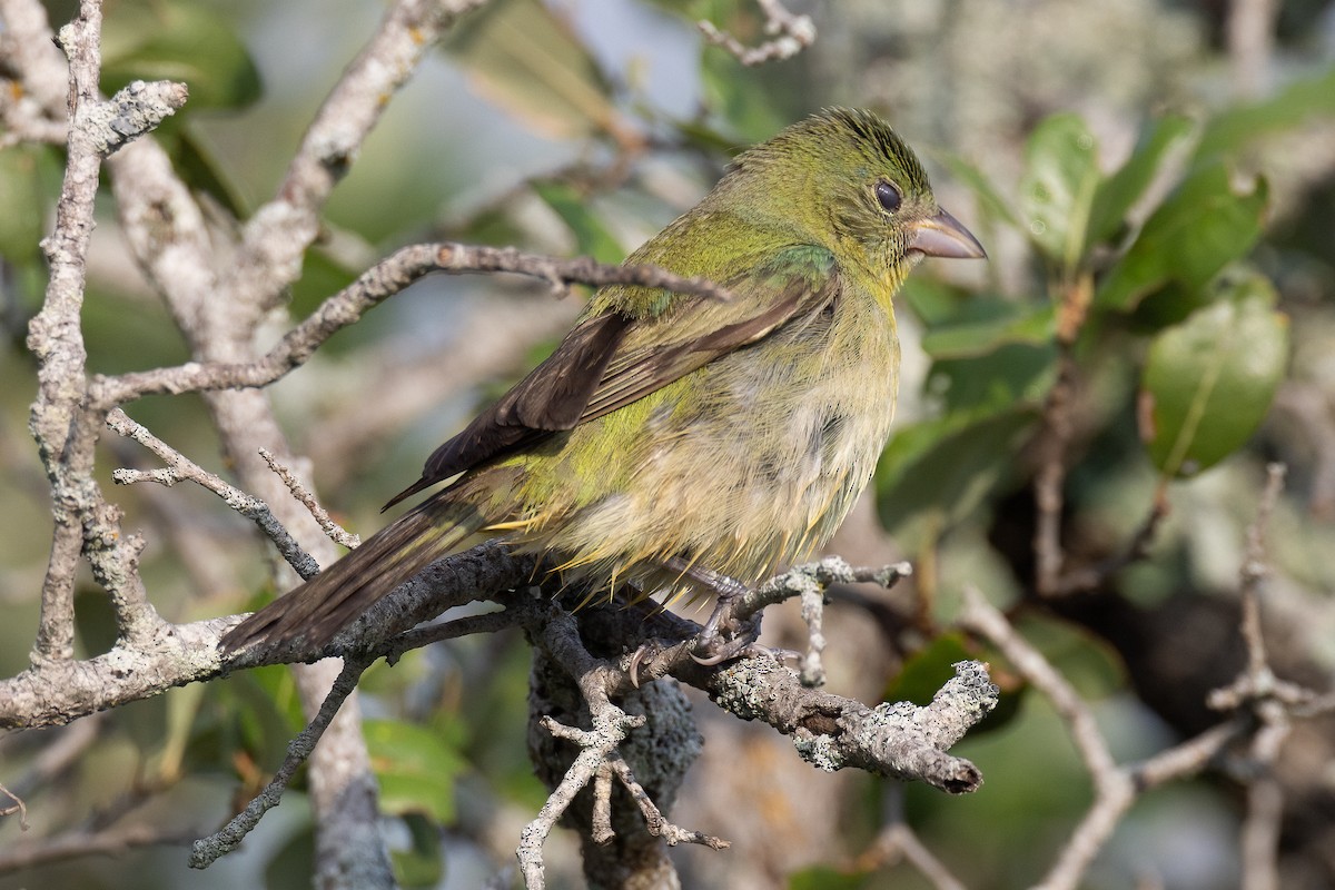 Painted Bunting - ML619890277