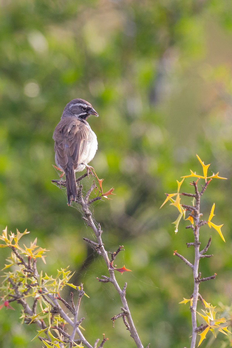 Black-throated Sparrow - ML619890285