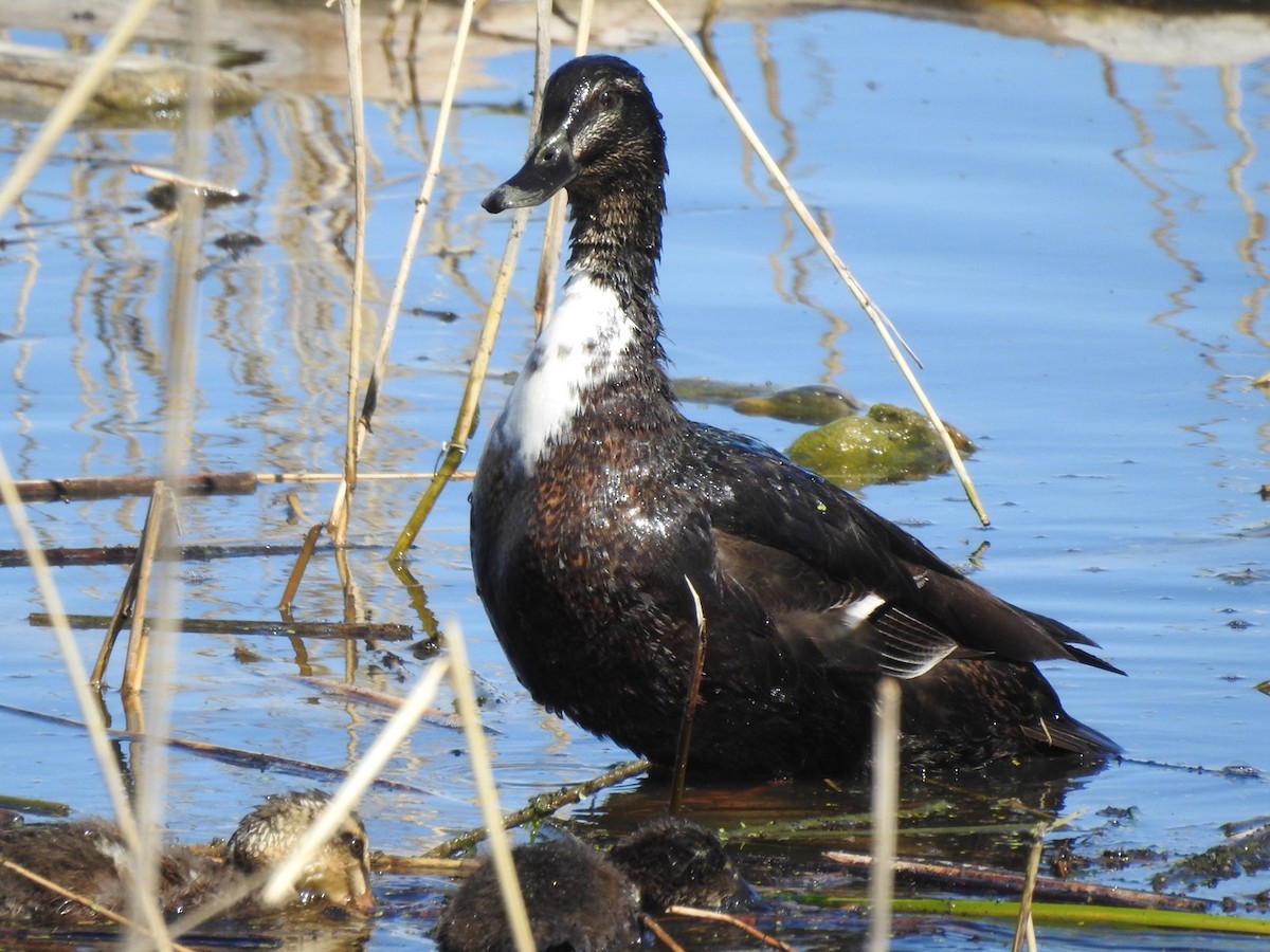 Fehlfarben-Stockente/Hausente - ML619890287