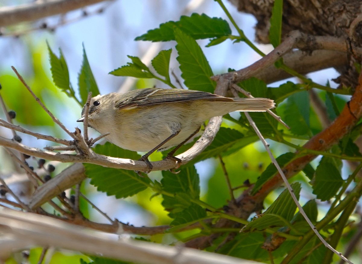 Hume's Warbler - ML619890296