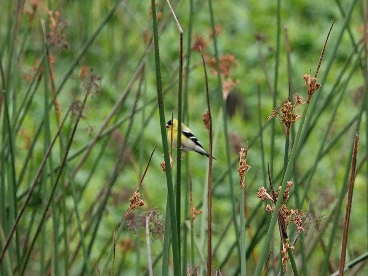 American Goldfinch - ML619890316