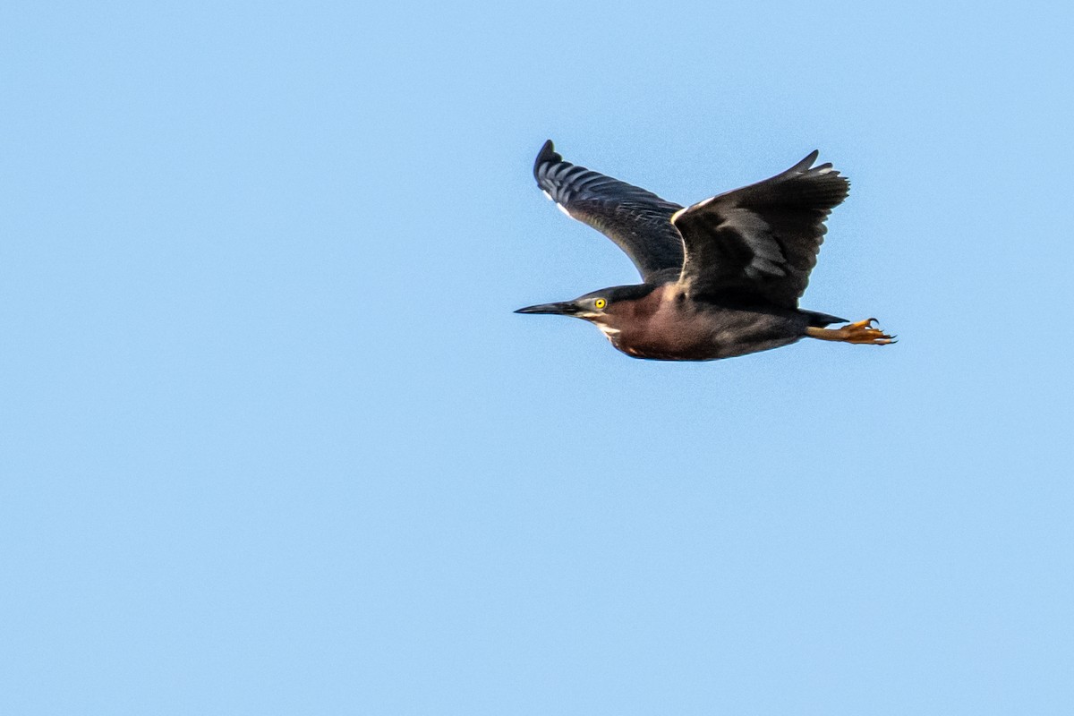 Green Heron - ML619890324