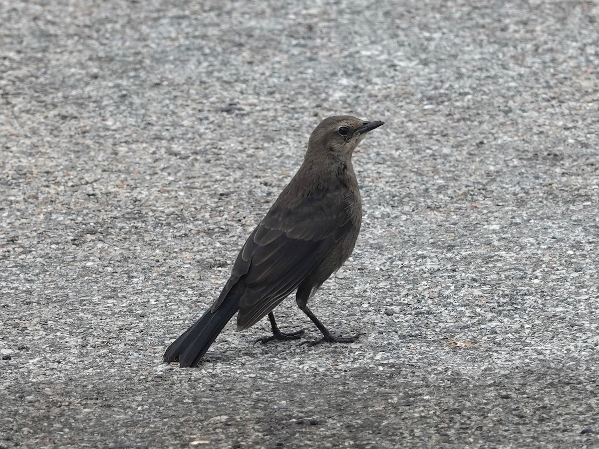 Brewer's Blackbird - ML619890326