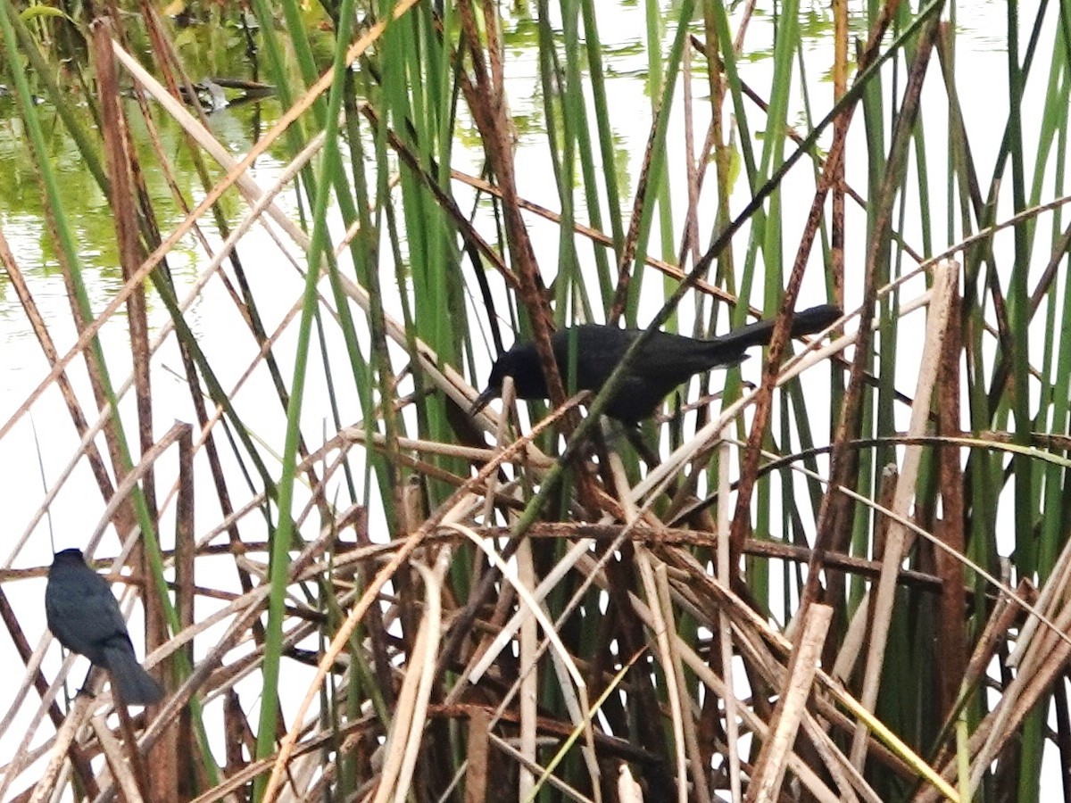 Great-tailed Grackle - ML619890330