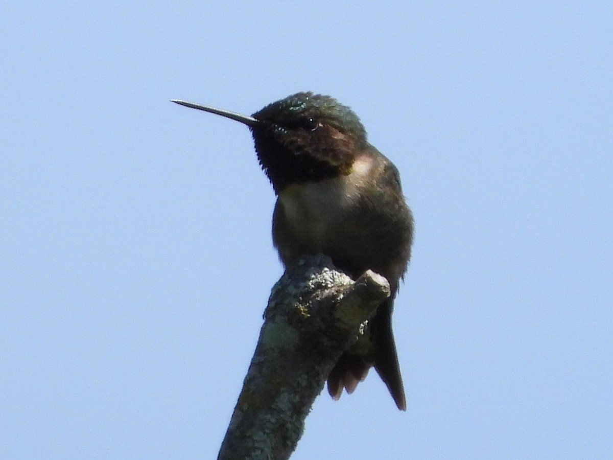 Ruby-throated Hummingbird - ML619890336