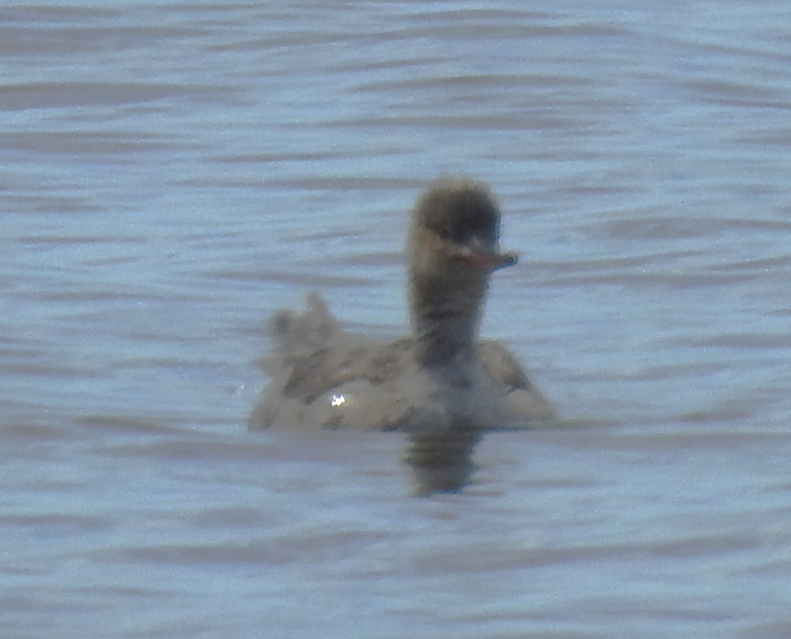 Red-breasted Merganser - Harry Colestock