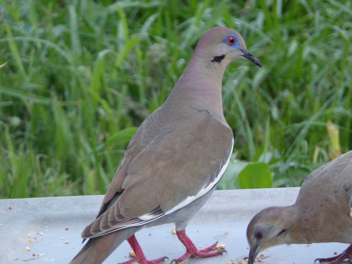 White-winged Dove - ML619890348