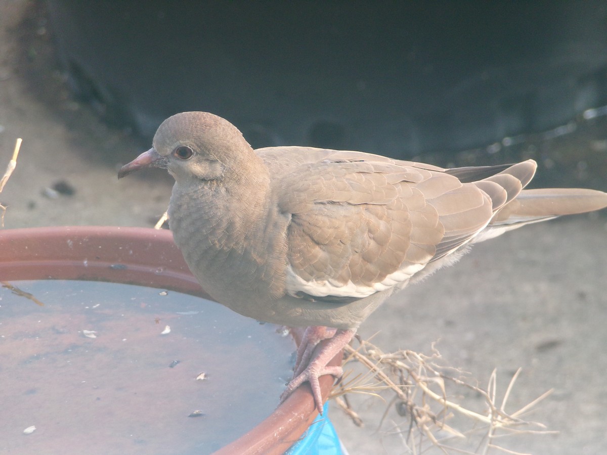 White-winged Dove - ML619890356