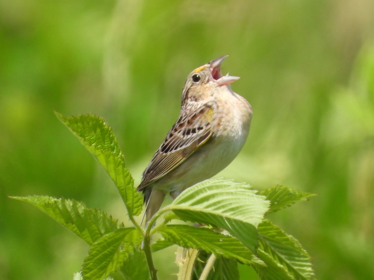 Grasshopper Sparrow - ML619890363