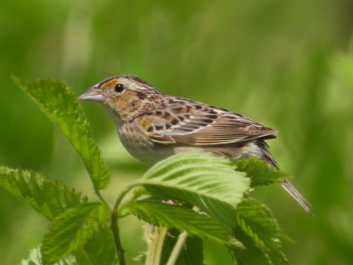 Grasshopper Sparrow - ML619890364