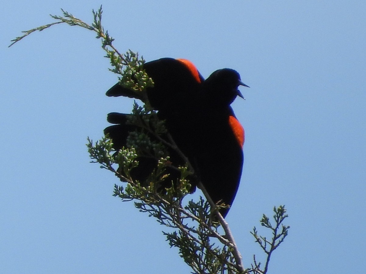 Red-winged Blackbird - ML619890371