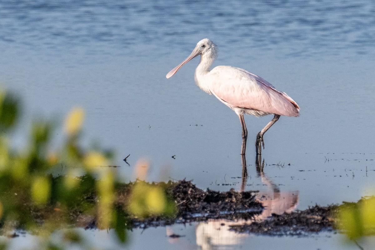 Roseate Spoonbill - ML619890404