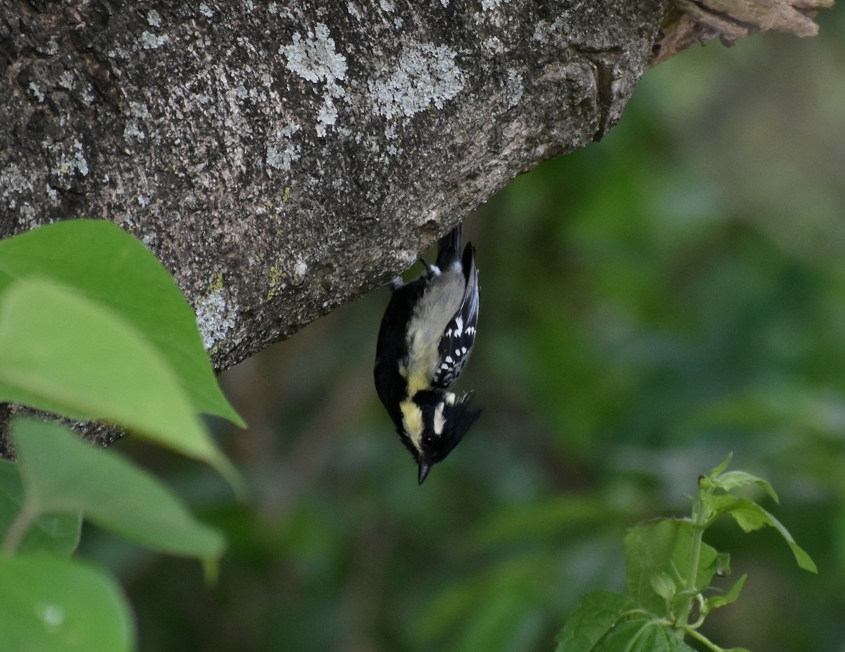 Indian Yellow Tit - ML619890408