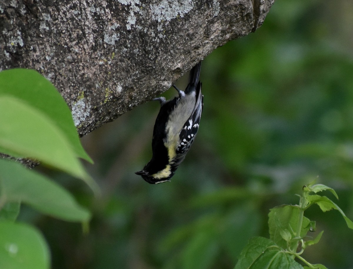 Indian Yellow Tit - ML619890411