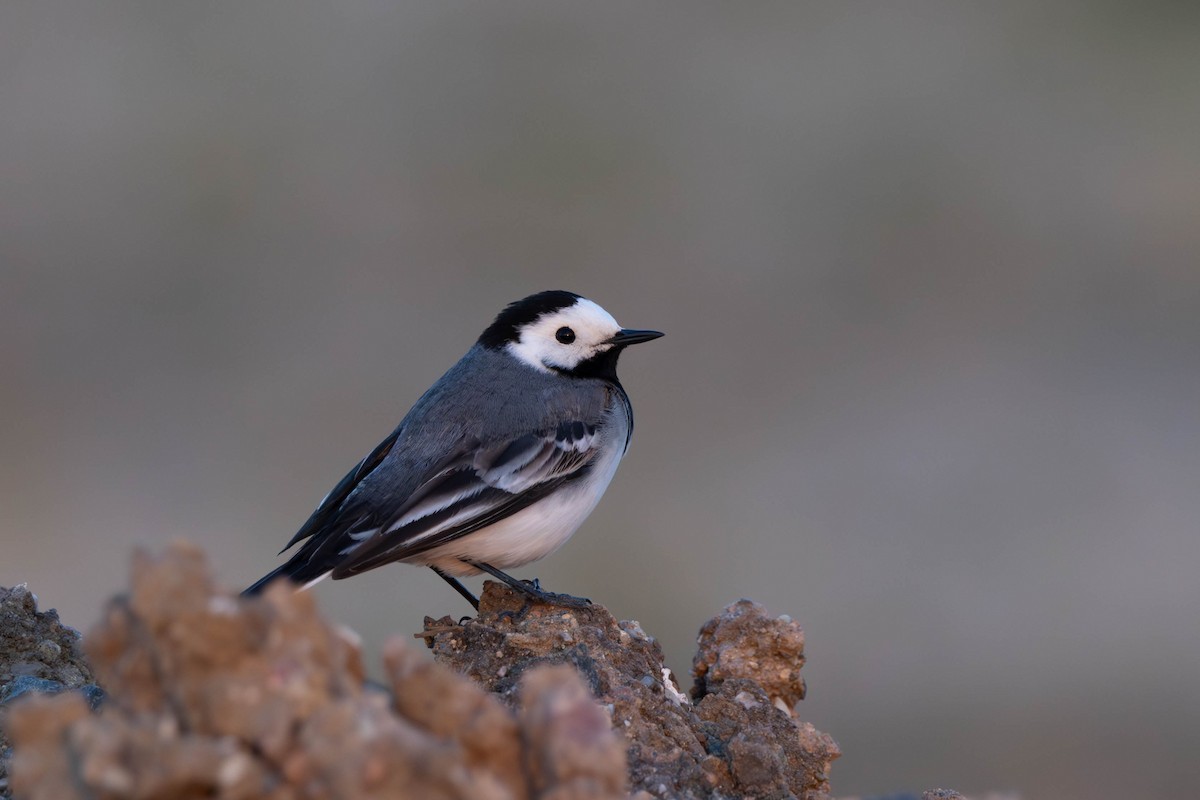 White Wagtail (White-faced) - ML619890422