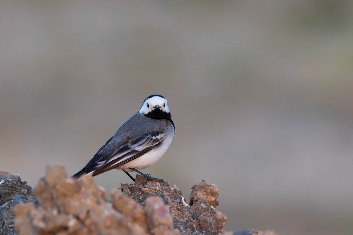 White Wagtail (White-faced) - ML619890423