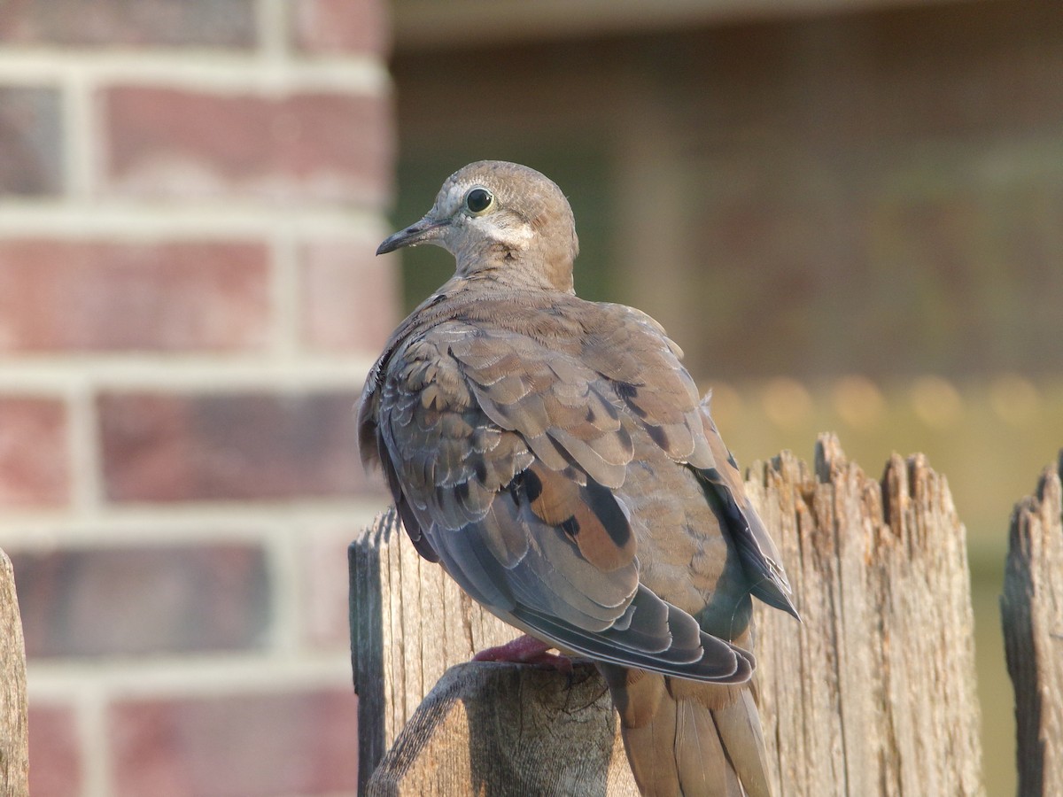 Mourning Dove - ML619890435