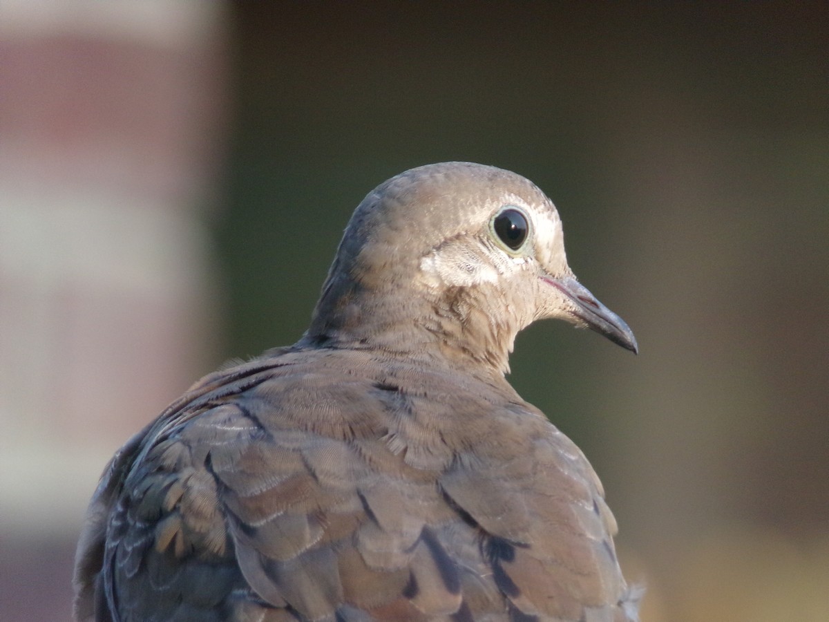 Mourning Dove - ML619890437