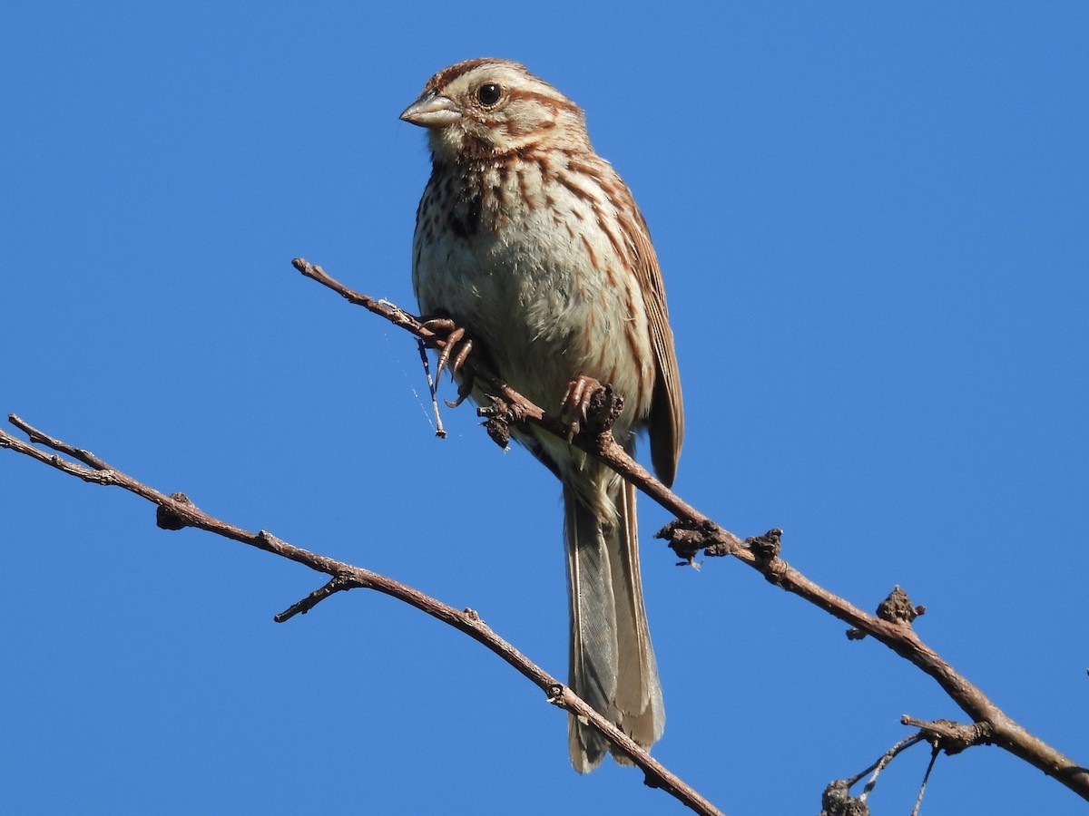 Song Sparrow - ML619890441