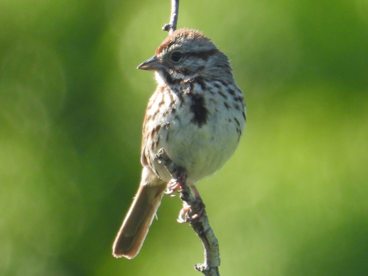 Song Sparrow - ML619890447