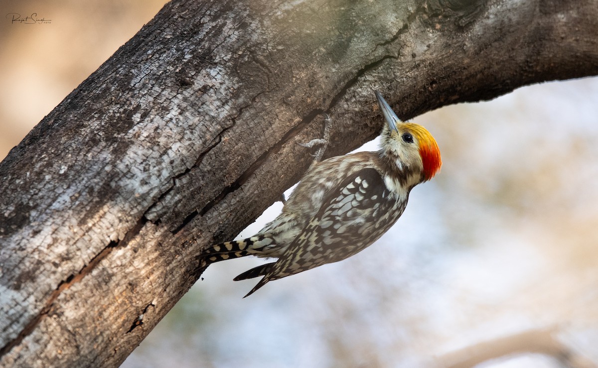 Yellow-crowned Woodpecker - ML619890453