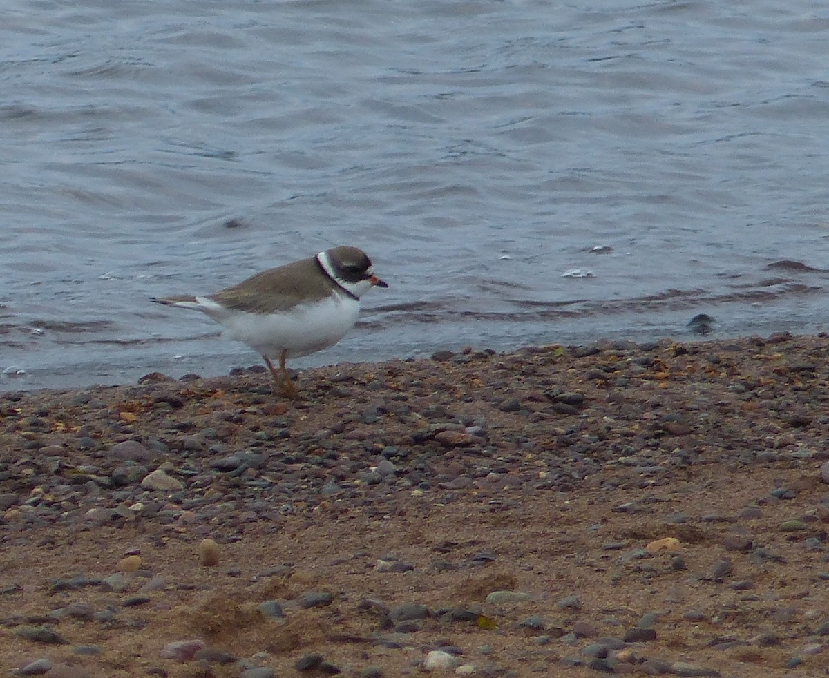 Semipalmated Plover - ML619890511