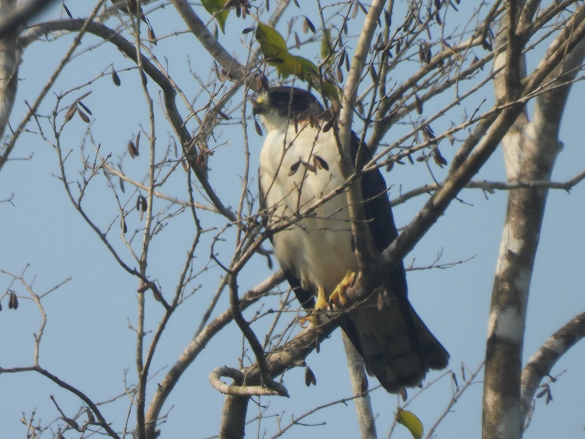 Short-tailed Hawk - ML619890518